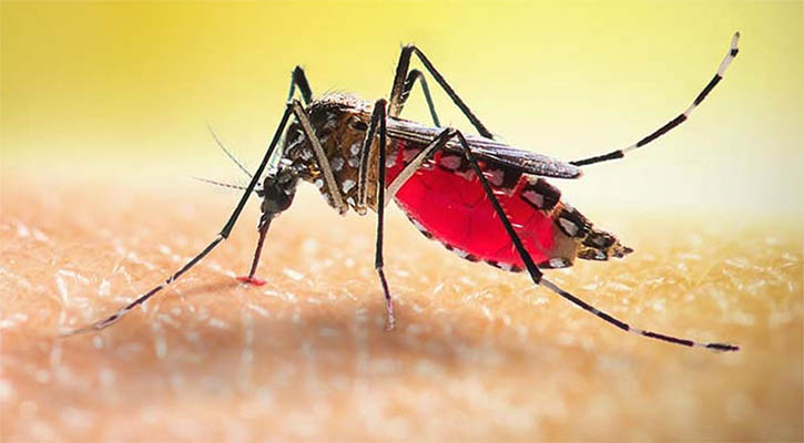 ডেঙ্গুতে হাসপাতালে ভর্তি রোগী ২০ হাজার ছাড়াল